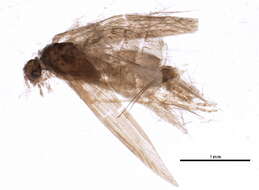 Image of Hydroptiloidea