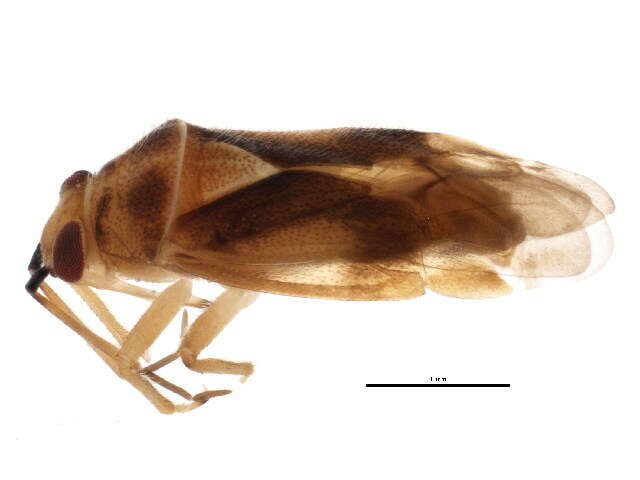 Image of Tropidosteptes canadensis Van Duzee 1912