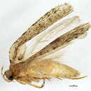 Image of <i>Agonopterix paulae</i>