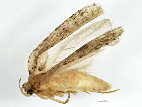 صورة <i>Agonopterix paulae</i>