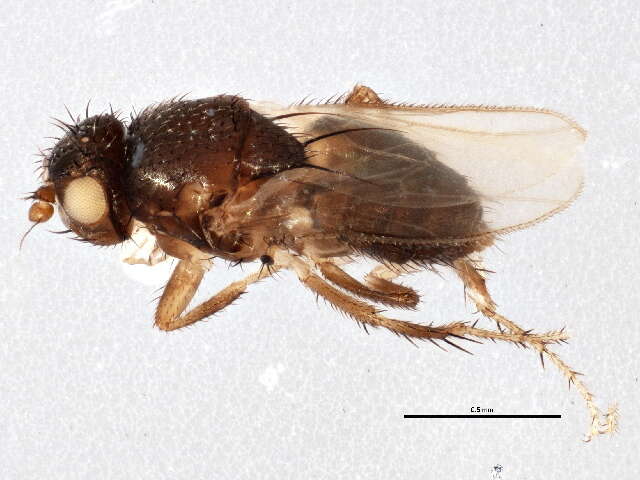 Image of Fly