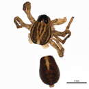 Image of Piratula canadensis (Dondale & Redner 1981)