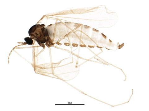 Image of Hessian fly