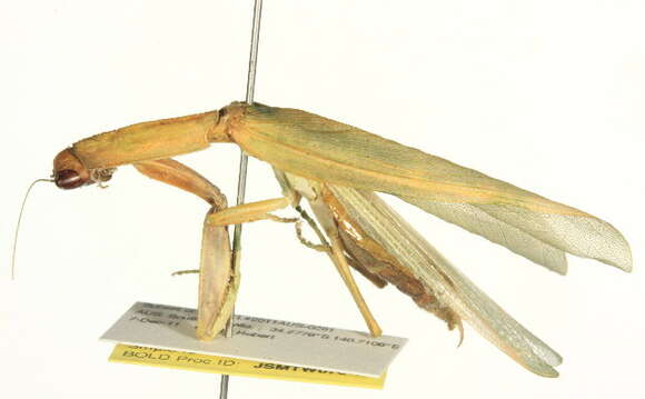 Image of praying mantises