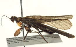 Image of Iridopterygidae