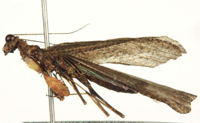 Image of Iridopterygidae