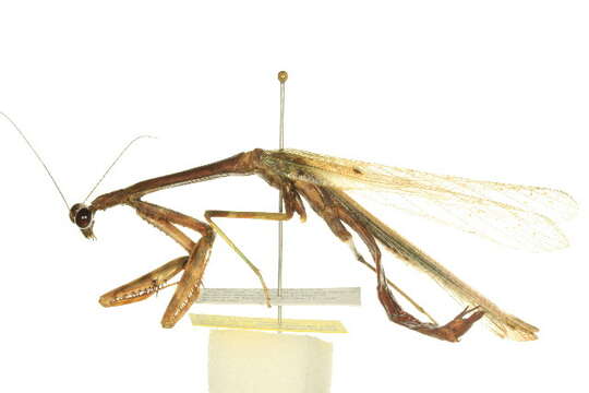 Image of Stagmomantis floridensis Davis 1919