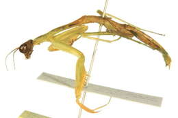 Image of California Mantis