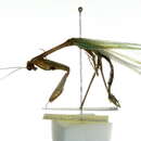Image of false garden mantis