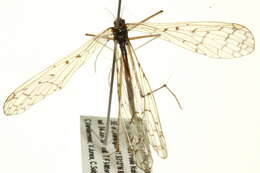 Image of Bittacus strigosus Hagen 1861