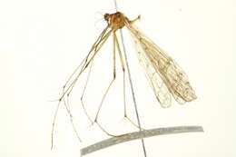 Image of Bittacus strigosus Hagen 1861