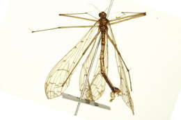 Image of Bittacus strigosus Hagen 1861