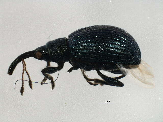 Imagem de <i>Ischnopterapion virens</i>