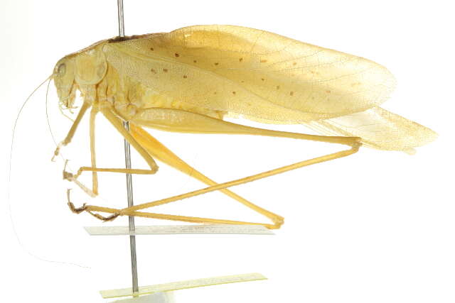 Image of Oblong-winged Katydid