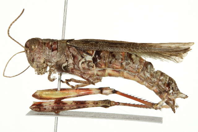 Image of Pine Tree Spur-throat Grasshopper