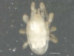 Image of Zygoseius