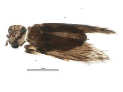 Image of Echmepteryx (Echmepteryx) hageni (Packard Jr. 1870)