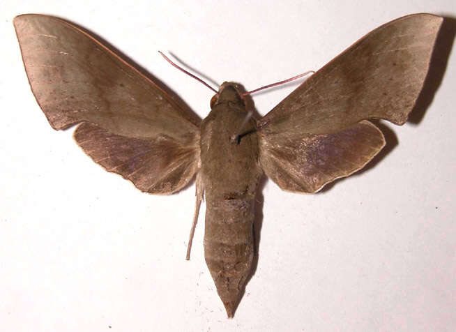 Image of Macroheterocera