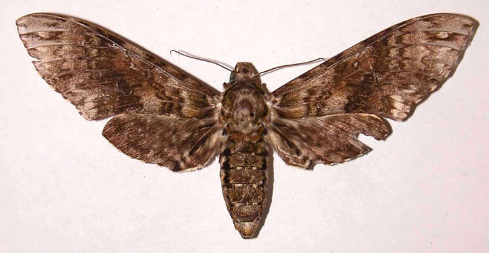 Image of Manduca