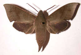 Image of Xylophanes juanita Rothschild & Jordan 1903