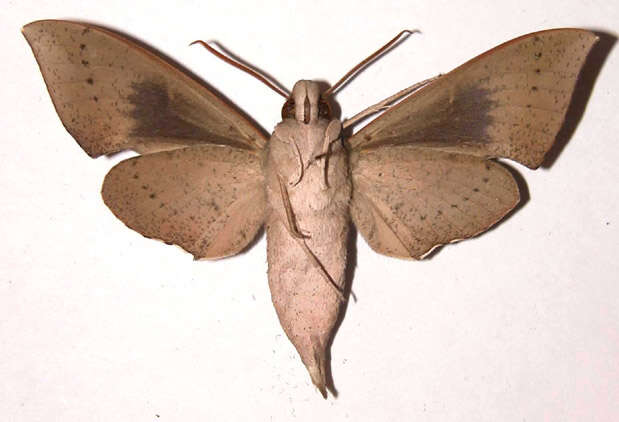 Image of Xylophanes juanita Rothschild & Jordan 1903