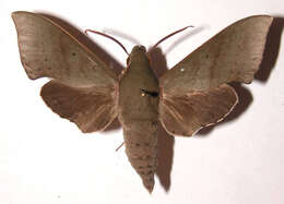 Image of Xylophanes juanita Rothschild & Jordan 1903