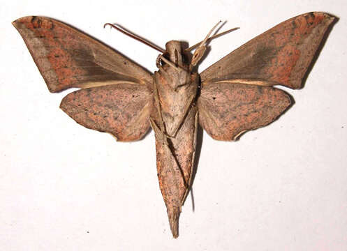 Image de Xylophanes maculator (Boisduval (1875))