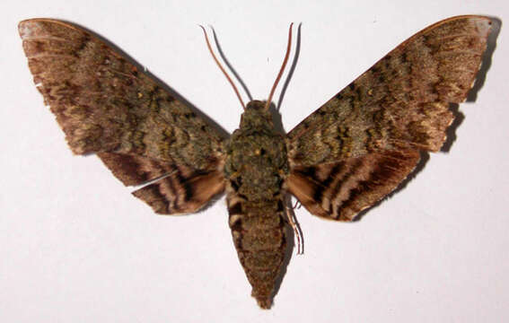 Image of <i>Manduca opima</i>