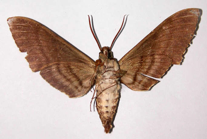 Image of <i>Manduca opima</i>