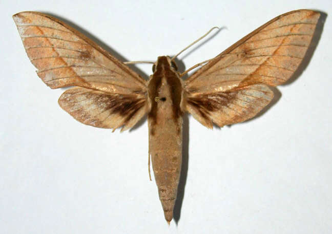 Image of Xylophanes staudingeri (Rothschild 1894)