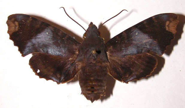 Image of Pachygonidia ribbei (Druce 1881)