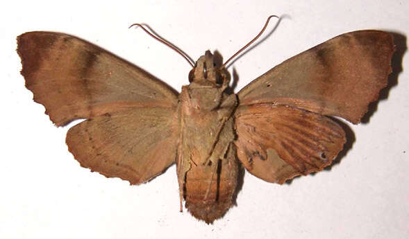 Image of Pachygonidia ribbei (Druce 1881)