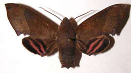 Image of Pachygonidia drucei (Rothschild & Jordan 1903)