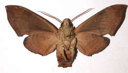 Image of Pachygonidia drucei (Rothschild & Jordan 1903)