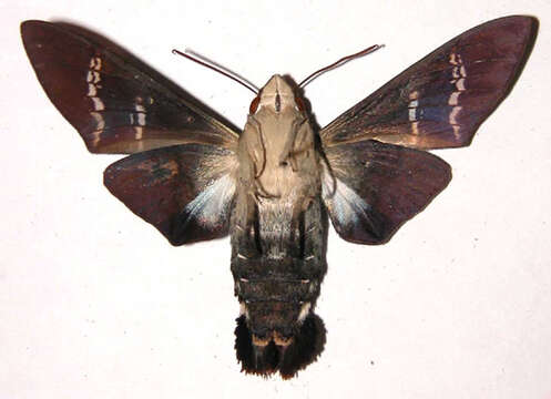 Image of Fadus Sphinx