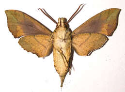 Image of Xylophanes adalia (Druce 1881)