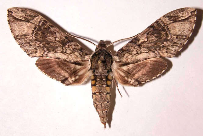 Image of Manduca dilucida (Edwards 1887)