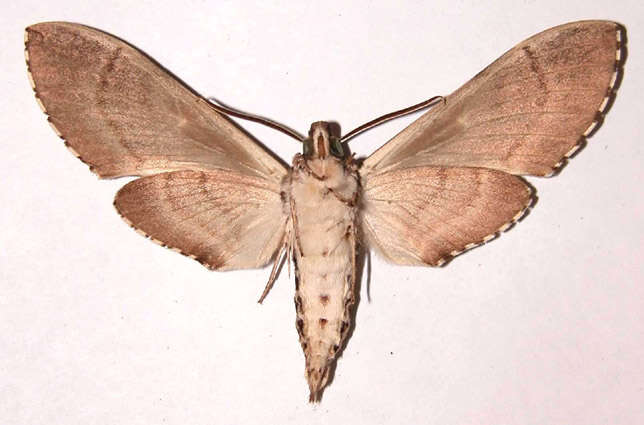 Image of Manduca dilucida (Edwards 1887)