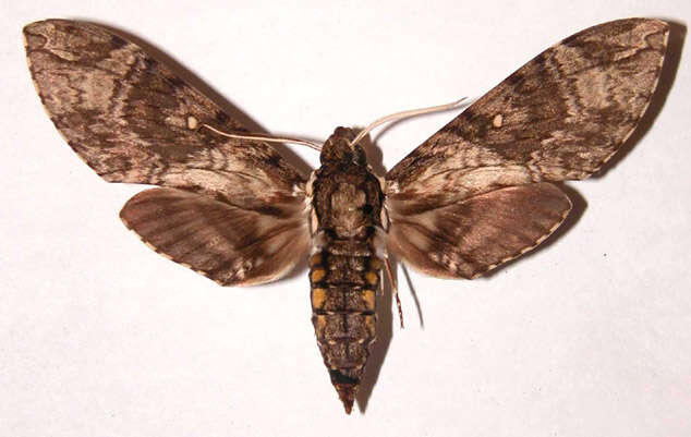 Image of Manduca dilucida (Edwards 1887)