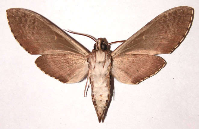 Image of Manduca dilucida (Edwards 1887)