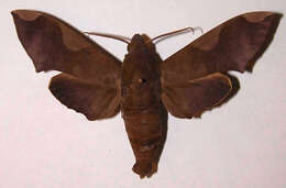 Image of Pachylia syces (Hübner (1819))