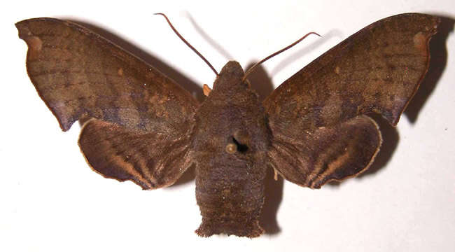 Image of Pachygonidia subhamata (Walker 1856)