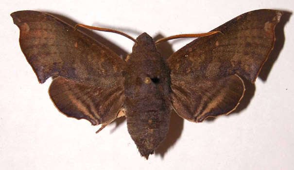 Image of Pachygonidia subhamata (Walker 1856)