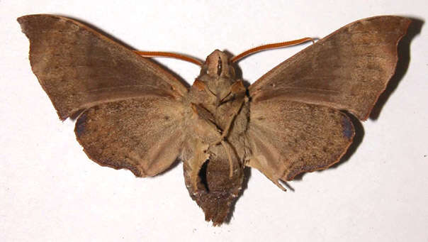 Image of Pachygonidia subhamata (Walker 1856)