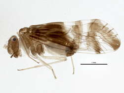 Elipsocidae resmi