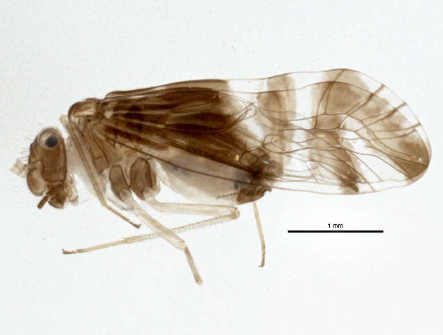 Elipsocidae resmi