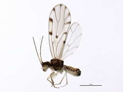 Image of Ectopsocus