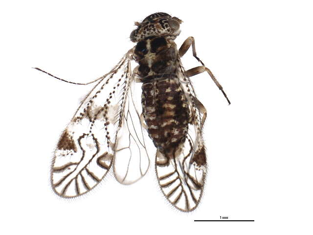 Philotarsidae resmi