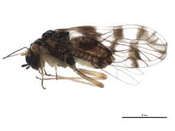 Image of Propsocus