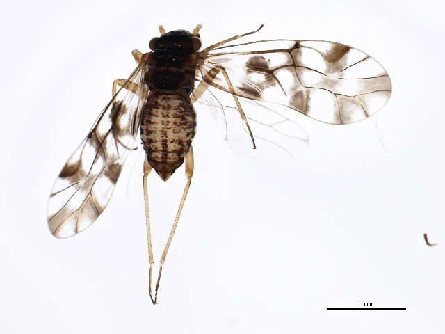 Image of Propsocus